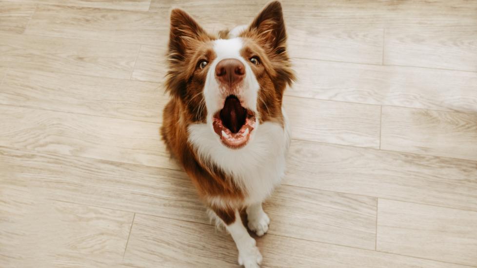 How To Stop a Dog From Barking PetMD