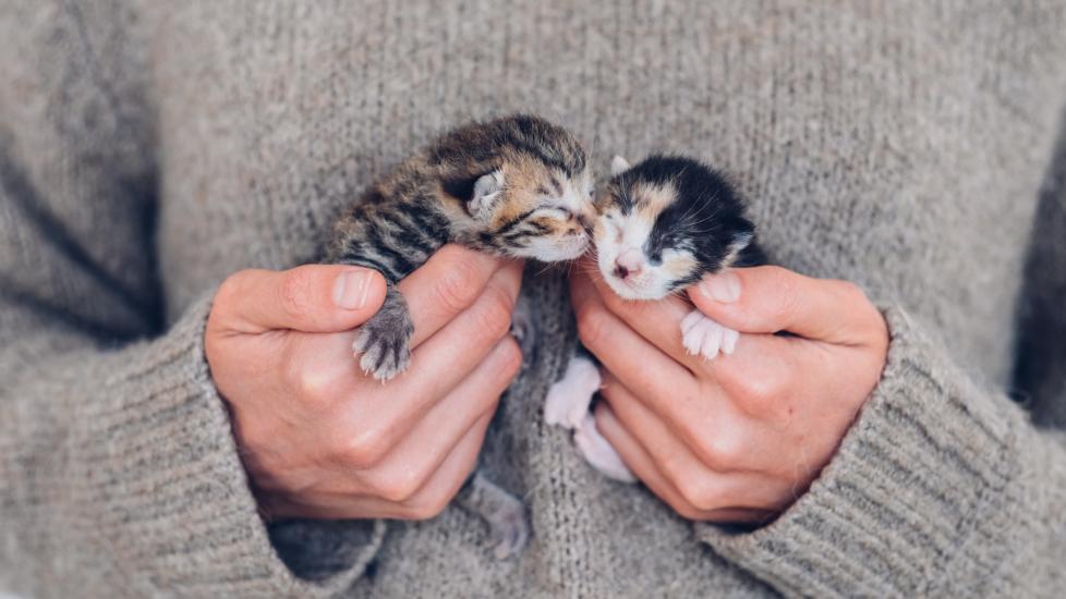 woman holding two tiny kittens to her chest with their eyes both closed woman holding two tiny kittens to her chest with their eyes both closed