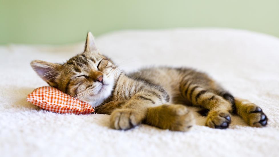 tabby kitten sleeping with a toy