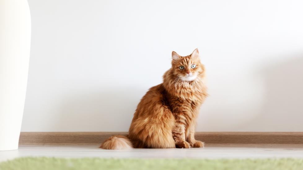 fluffy orange cat sitting on the floor and staring