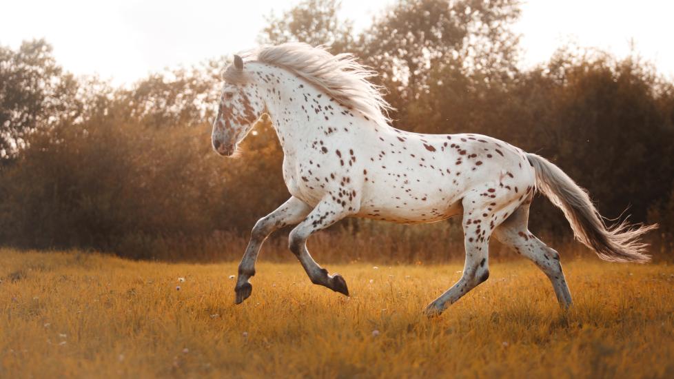 Appaloosa horse running in field