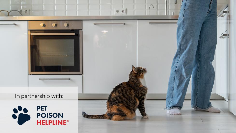 Kitchen How Do I Get My Cat To Stop Jumping On The Counter Prevent