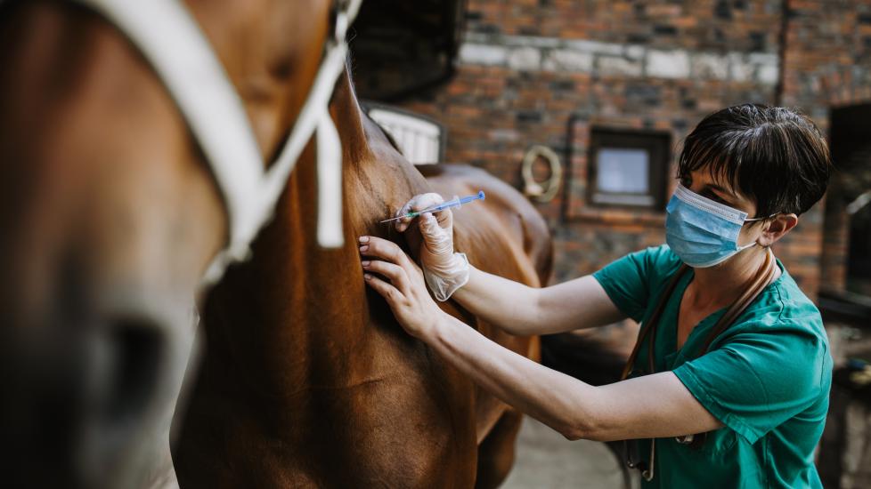 equine veterinarian injects a medication through a syringe into a horse's side. 