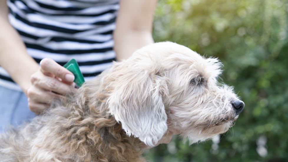 A pet parent gives flea and tick preventative to their pup.
