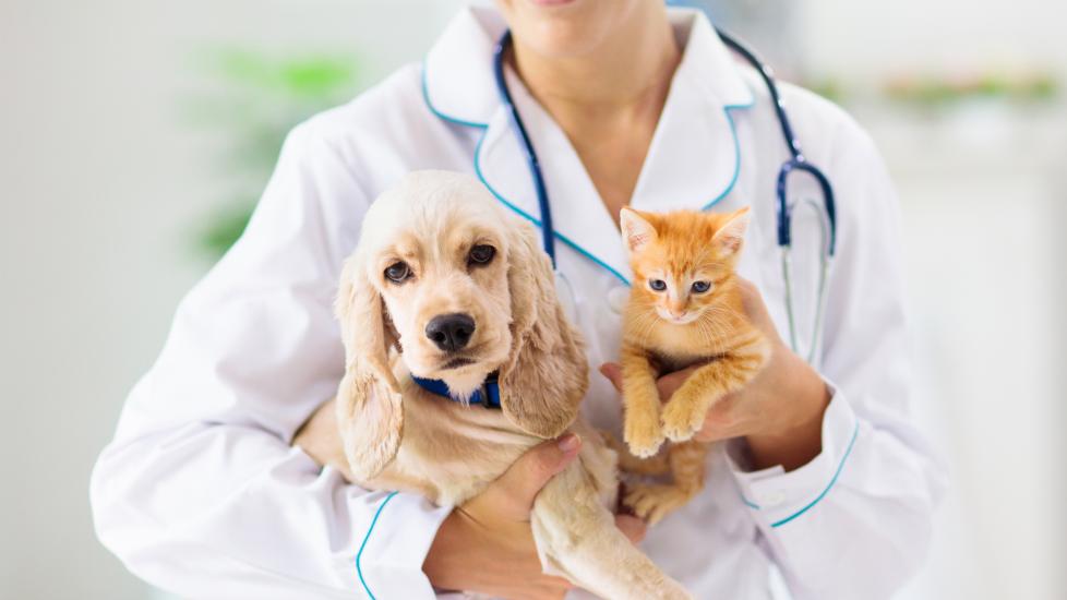 A vet holds a puppy and a kitten.