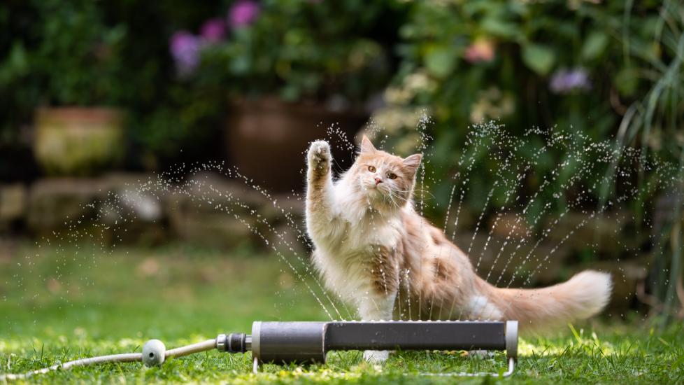 An orange cat plays with a sprinkler.