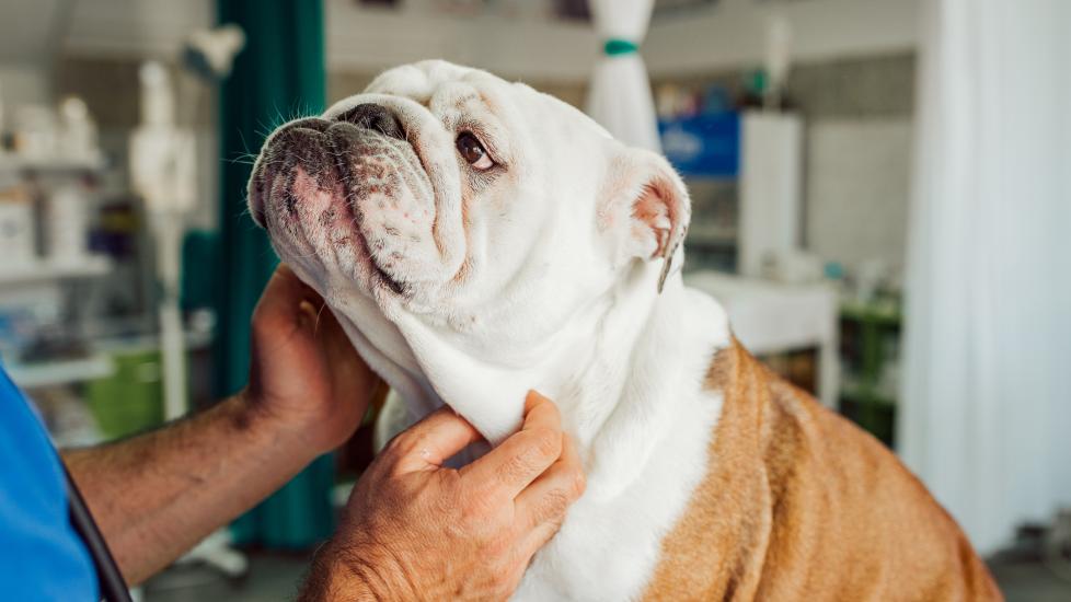 An English Bulldog visits their vet.