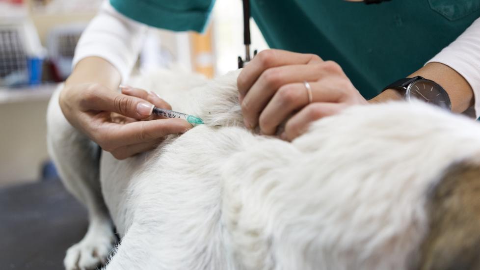 A dog receives a fine needle aspiration from their vet.