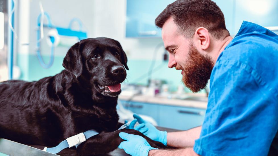 A vet and a black Lab.