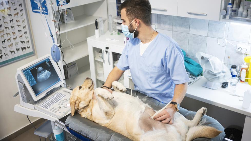 A dog gets an ultrasound by their vet.