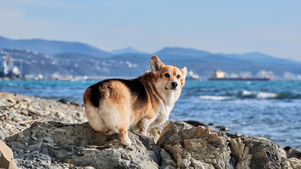 A Corgi sits at the seaside.