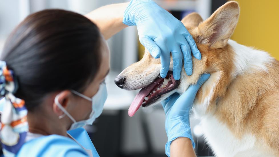 a vet examines a corgi dog's teeth up close using blue latex gloves.