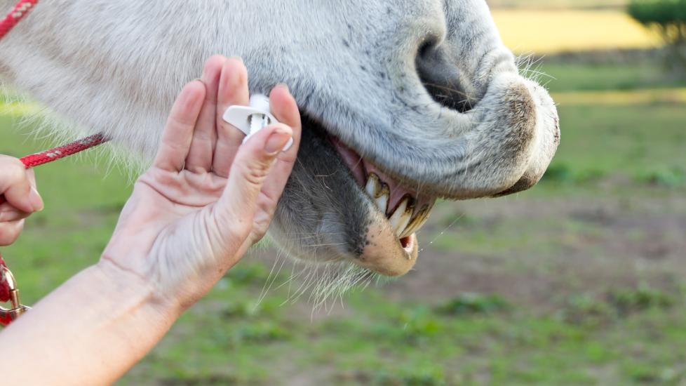 white horse mouth being administered medication through application of the mouth.