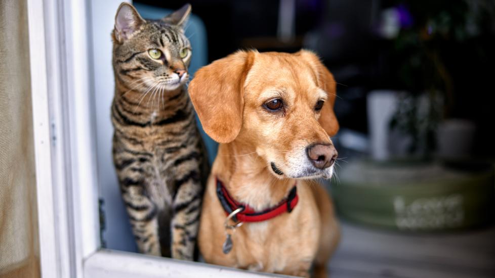 dog and cat looking out window