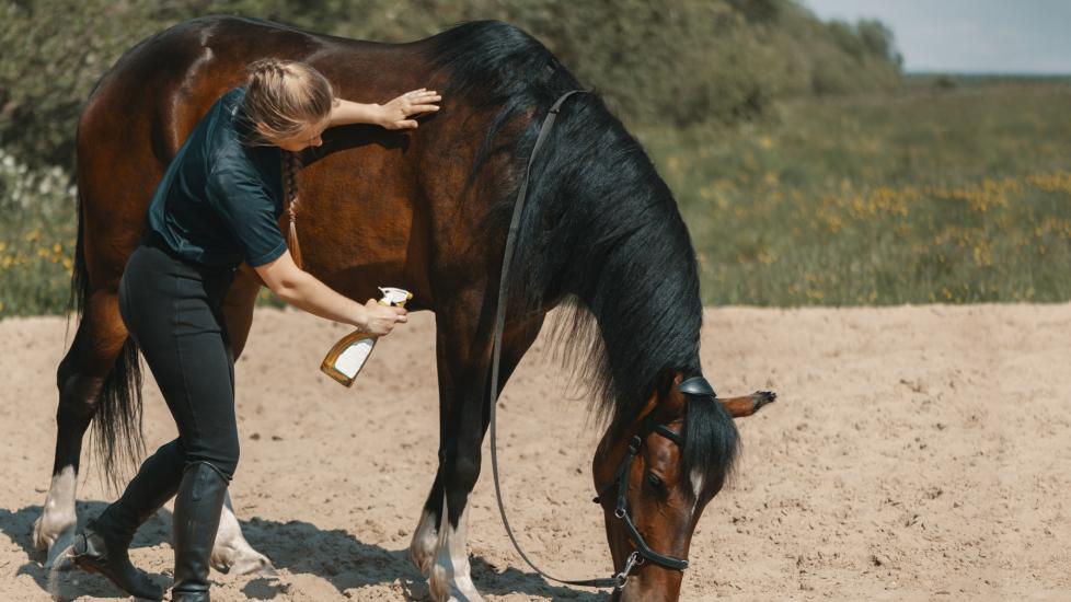 woman sprays fly spray onto brown horse while horse grazes. 