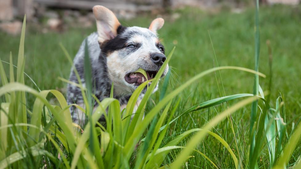An Australian Cattle Dog eats grass.