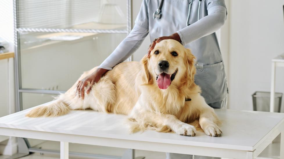 A dog lays down at the vet.