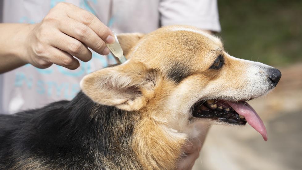 A pet parent applies topical flea and tick prevention to their Corgi.