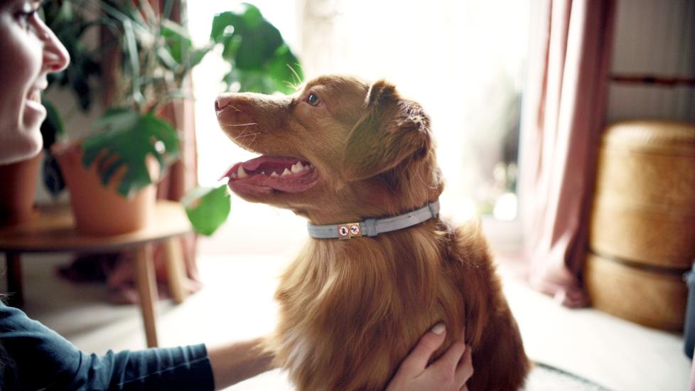 A dog with a flea collar.