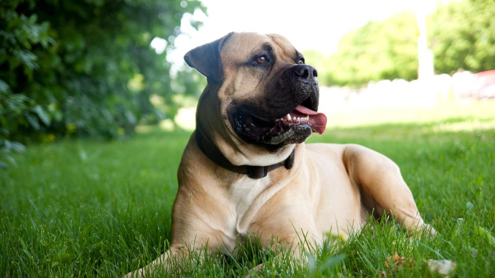 Mast Cell Tumor (Mastocytoma) in Dogs PetMD