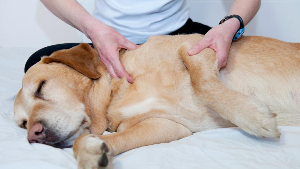 A dog gets a therapeutic massage.