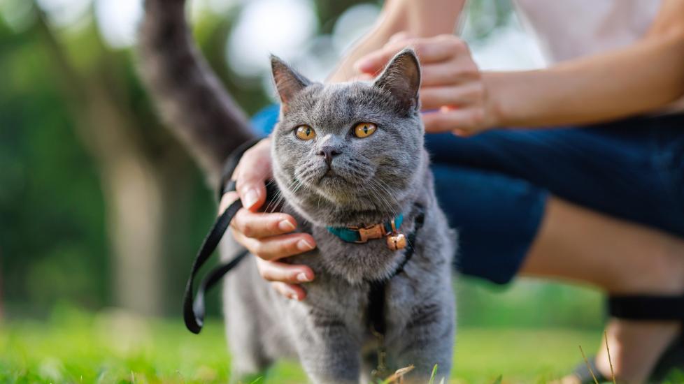 When to Euthanize a Cat With Kidney Disease PetMD - Main Image