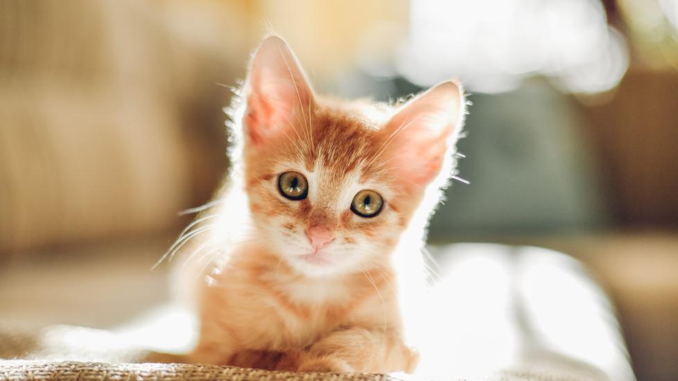 How to Get Rid of Fleas on Kittens PetMD