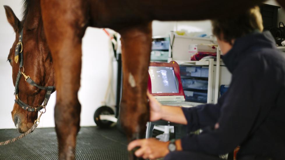 equine vet takes an ultrasound of a horse's joint while horse stands in front of him.