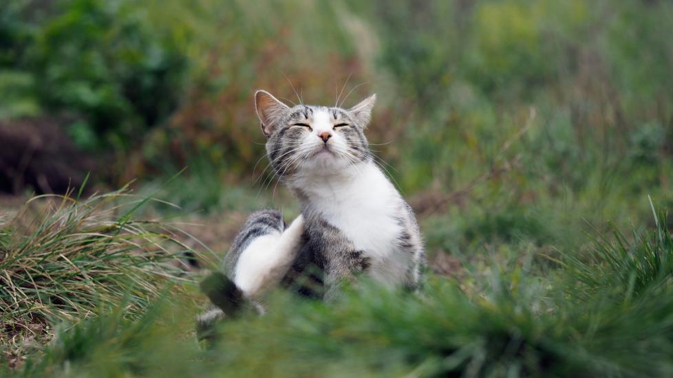 A cat scratches themselves in a field of grass.