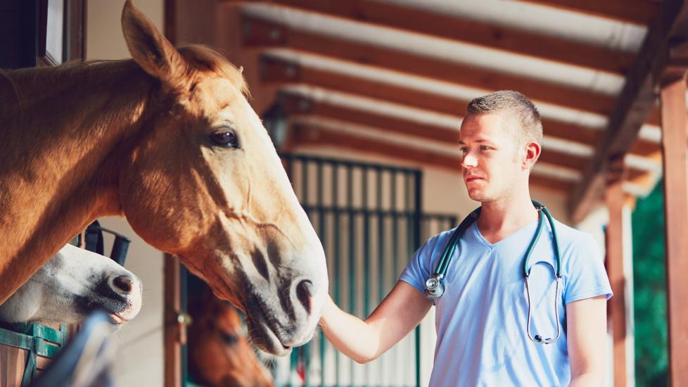 veterinarian pets horse outside barn stable