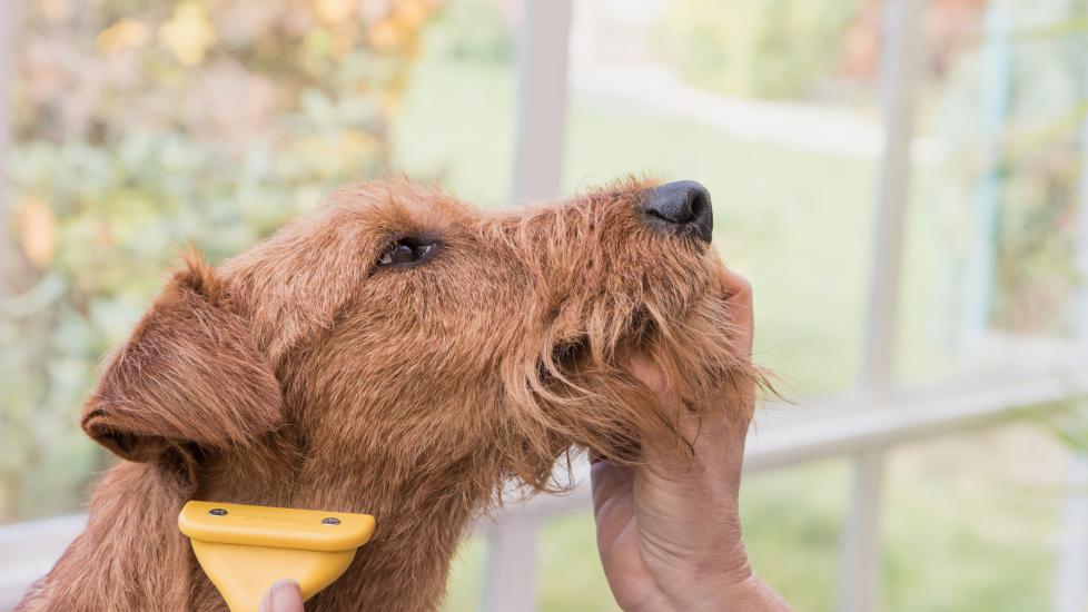 What Is Flea Dirt, and How Do You Get Rid of It? PetMD