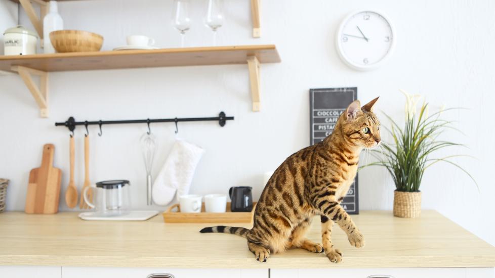 bengal cat sitting on a wooden counter top