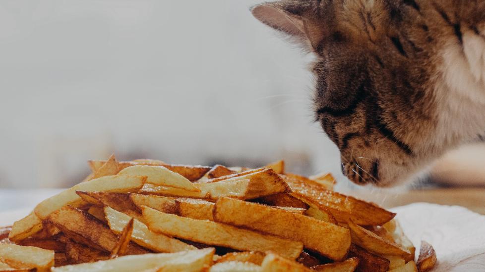 tabby cat sniffing a plate of french fries