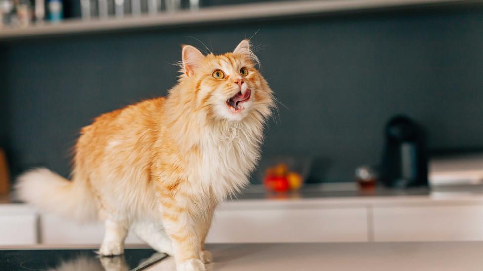 longhaired orange tabby cat standing on a kitchen countertop and licking his lips