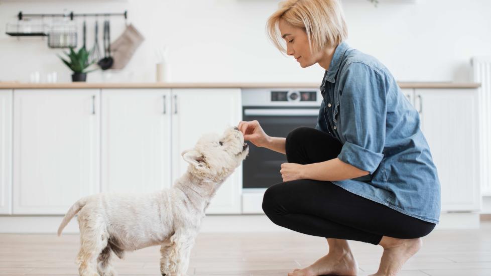 woman feeding a westie a treat in the kitchen