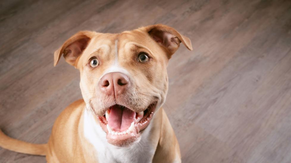 Can Dogs Eat Limes? | PetMD