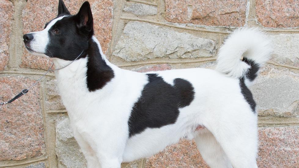 black and white canaan dog standing in front of a stone wall