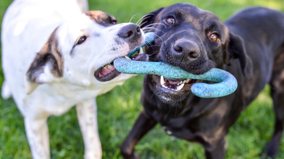 Two pups share a toy.