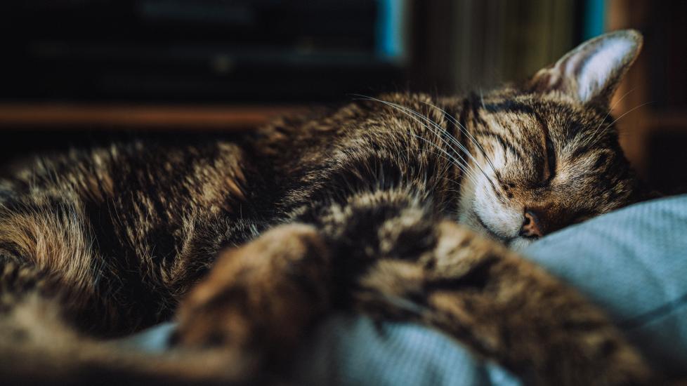 Cat Colds Symptoms Causes and Treatment PetMD