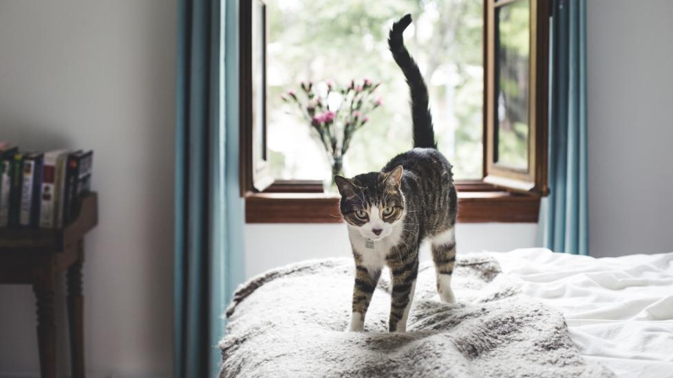 brown and white tabby cat standing on a bed with his tail up in the air