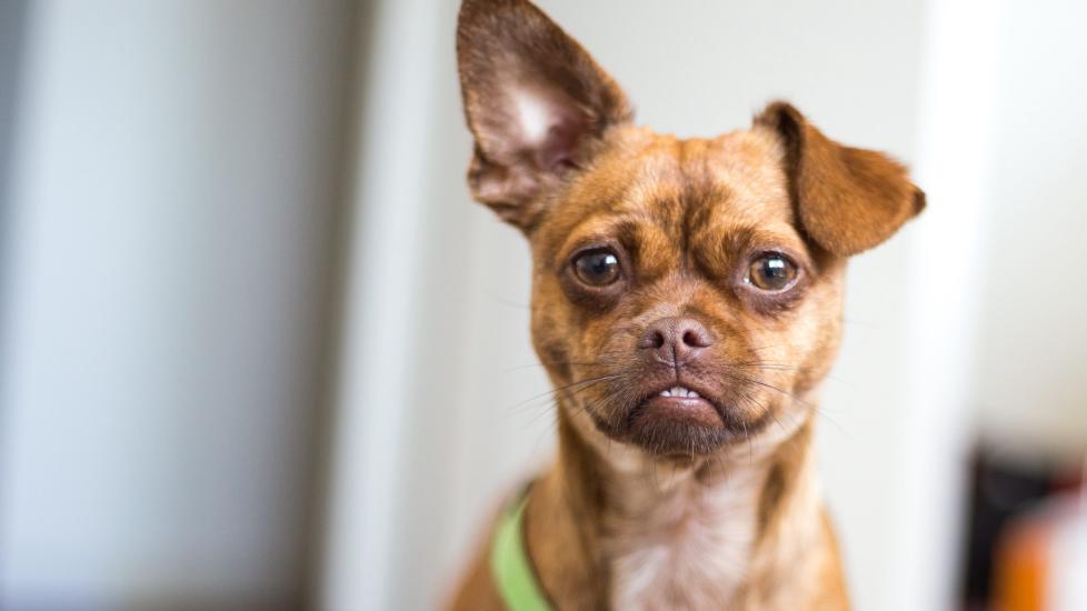 brown pug-chihuahua mix with one ear up and one ear down, looking at the camera with an underbite