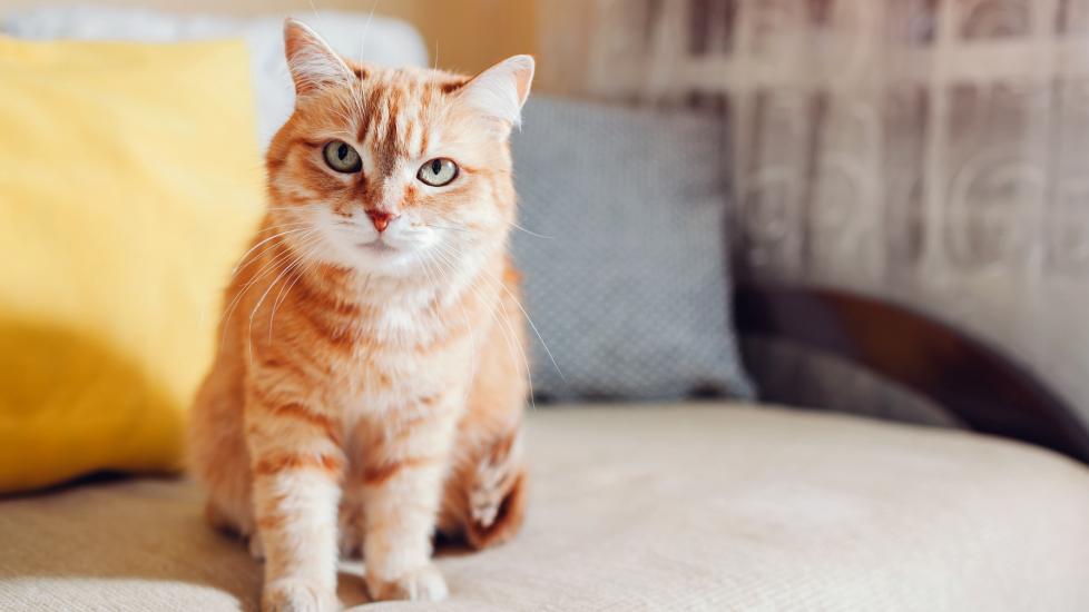 orange tabby cat sitting on a couch and looking at the camera