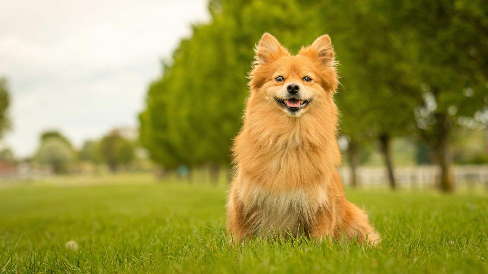 red german spitz sitting and smiling in grass in a park