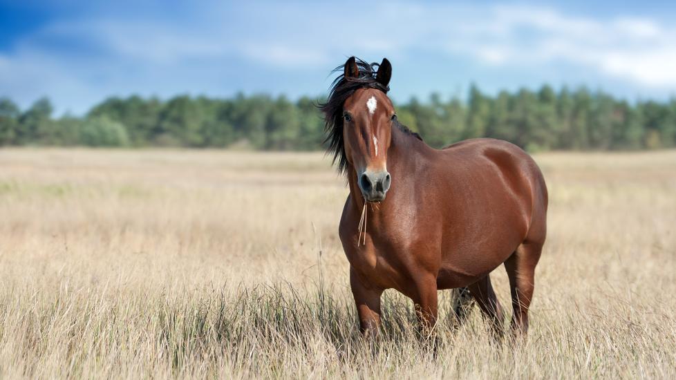 Horse standing in tall grass