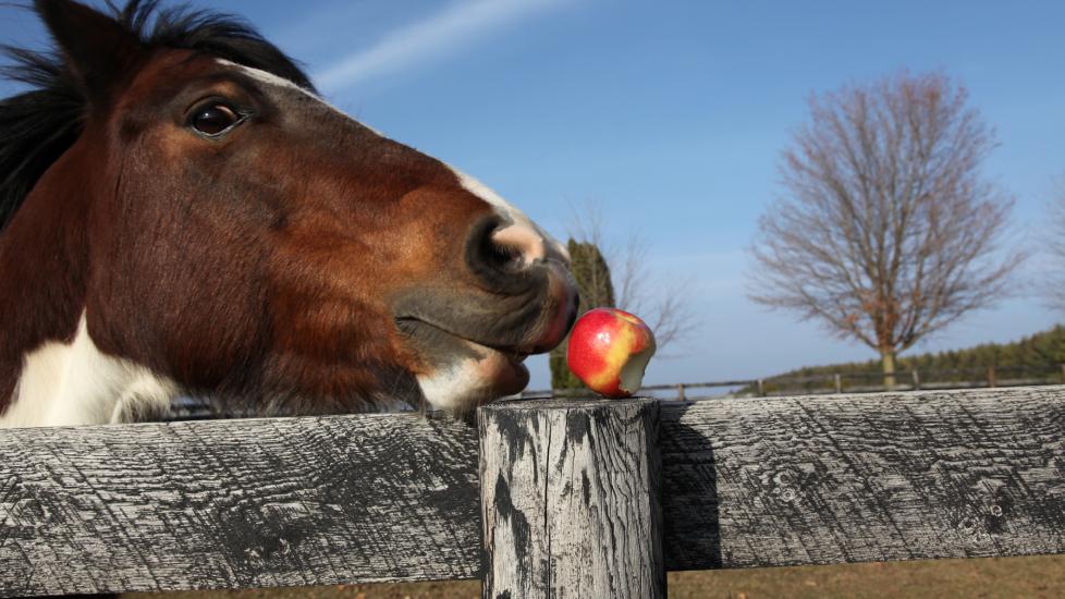 Horse reaching for apple on fence