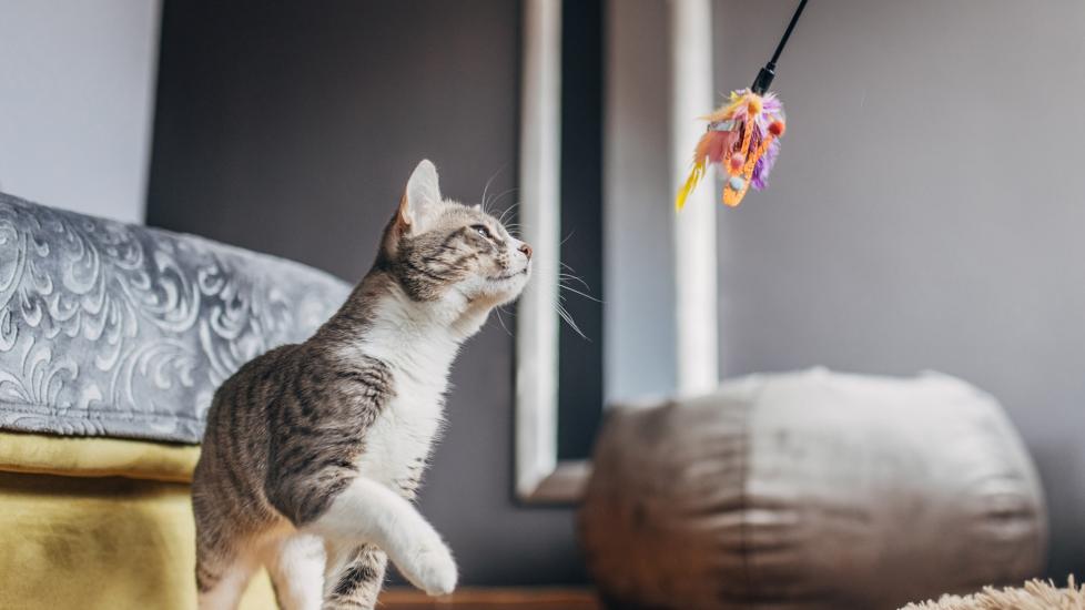 gray and white tabby cat playing with a wand toy