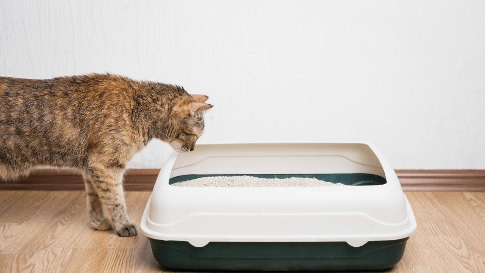 tortoiseshell tabby cat looking into an uncovered litter box