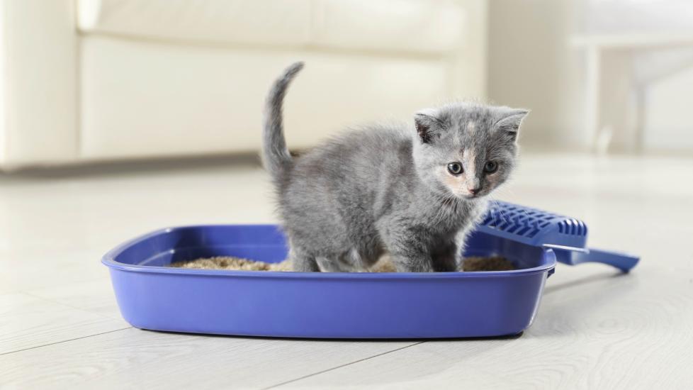 small gray kitten in a purple litter box