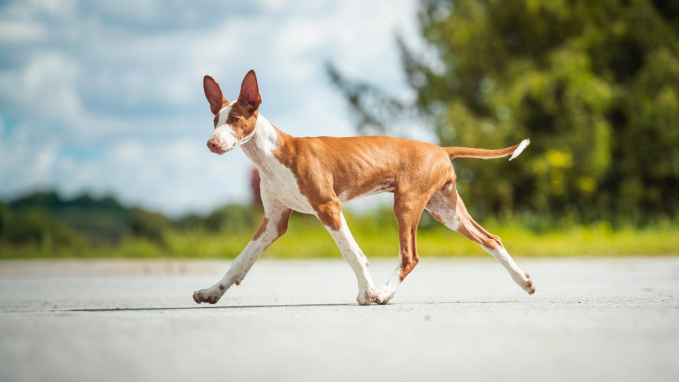 red and white ibizan hound trotting on a paved road on a sunny day