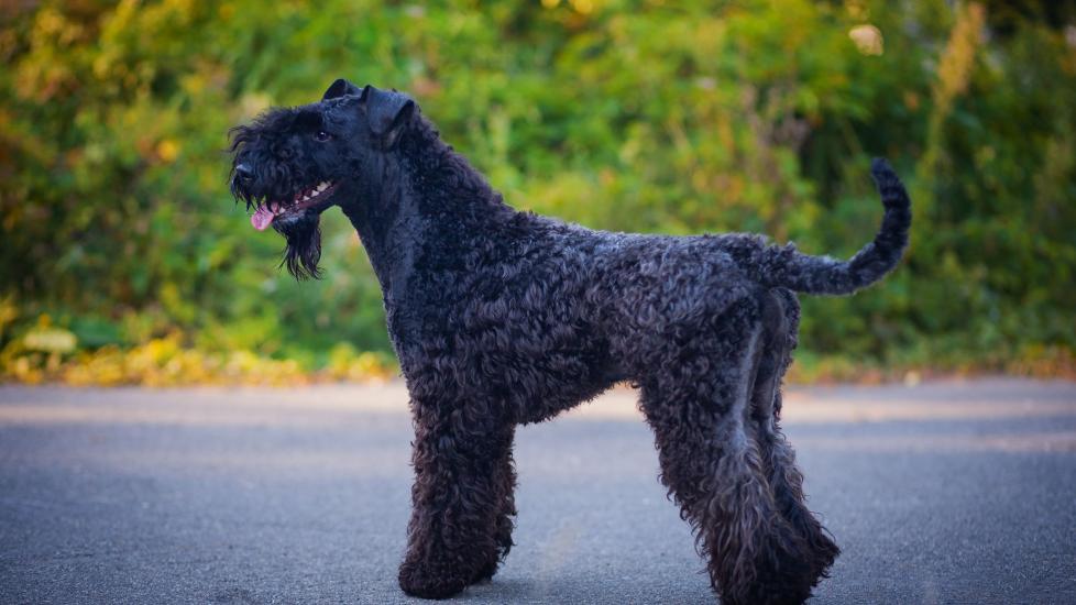 black kerry blue terrier standing to the side on a paved path